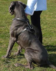 Great dane harness