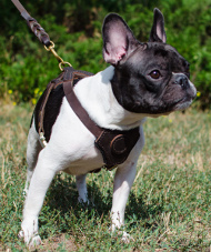 Buy dog
harness for french bulldogs