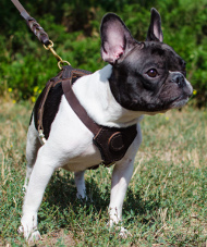 Buy dog
harness for french bulldogs