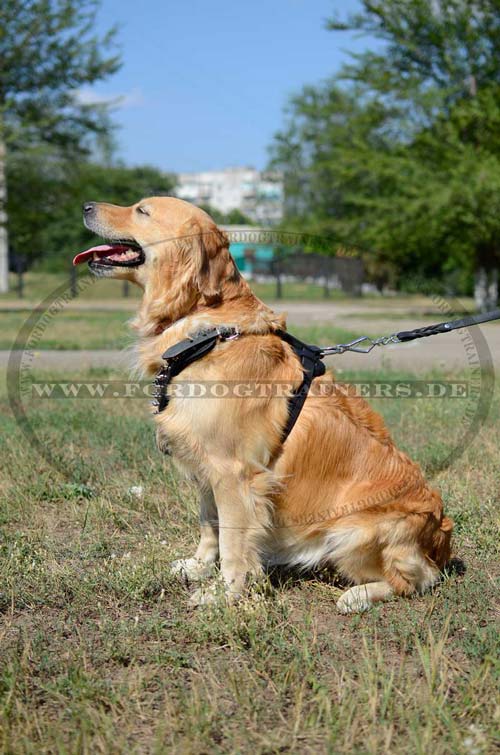 Golden Retriever leather dog harness with spikes
