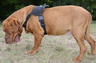 Nylon Dog Harness for Pulling | Dogue De Bordeaux K9 Harness