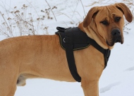 Hundegeschirr kaufen für große
Hunde | DogoCanario, Argentino
