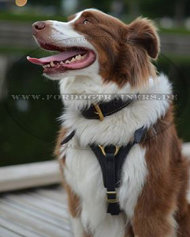 Dog Harness for Aussie, Handmade and Padded