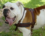 Hundegeschirr aus Leder Englisch Bulldogge