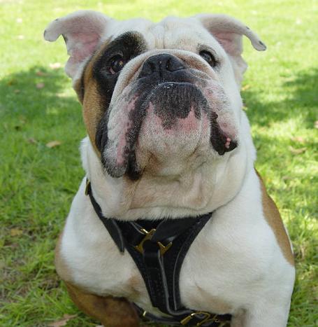 Geschirr Leder Englische Bulldogge | Suchgeschirr Qualität ✲ - zum Schließen ins Bild klicken