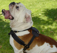 Englische Bulldogge Lauf-Hundegeschirr aus Leder