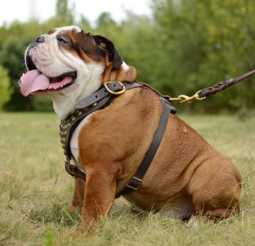 Englische Bulldogge Brustgeschirr Leder Exklusiv