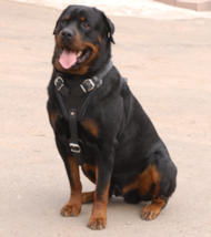 Buy leather harness rottweiler