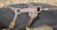 Leather Dog Harness for Pitbulls and Staffordshire Like Dogs