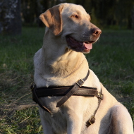 Labrador Geschirr aus Leder Leicht für Jogging und Tracking ❺