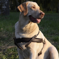 Labrador Harness of Leather Light for Jogging and Tracking