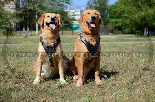 Hundegeschirr Leder gepolstert mit Nieten fuer Golden Retriever, Labi