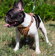 Nylon Geschirr für
Französische Bulldogge mit Spikes