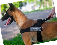 Sattelgeschirr für Malinois➩ ➪ ➫ ➬ ➭ - zum Schließen ins Bild klicken