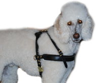 Poodle Hundegeschirr aus Leder