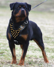 riveted leather harness rottweiler buy
