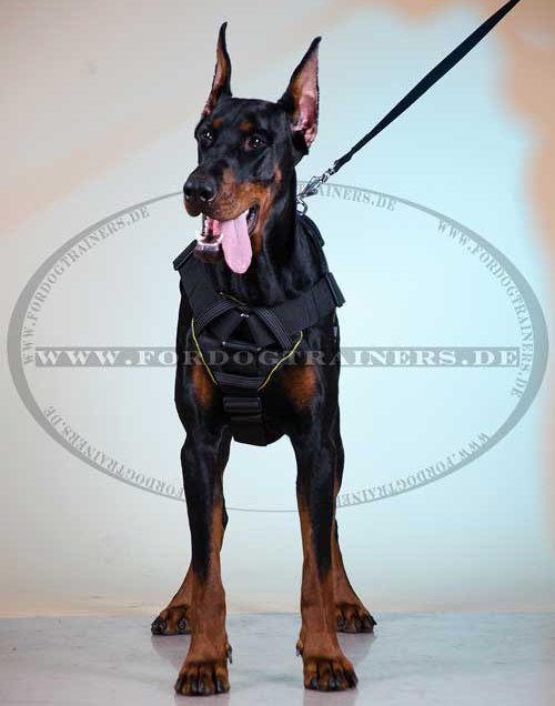 Dobermann Pinscher mit dem K9 Hunde Geschirr 