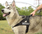 Alaskan Malamute Nylongeschirr für Service- und Diensthunde