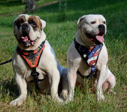 Hundegeschirre kaufen aus Leder