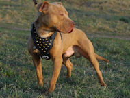 Pitbull Studded Walking Dog Leather Harness