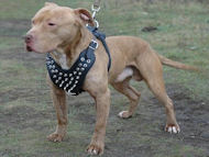 Leather Dog Harnesses forAmerican Pitbull with Spikes