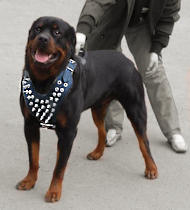  Rottweiler spiked leather harness