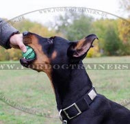 Perfektes
Hundehalsband Nylon für Dobermann mit
Silberplatten