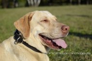 labrador collar padded