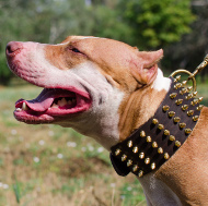 extra breites halsband für pitbull