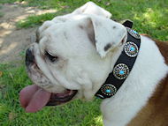 English Bulldog collar padded