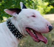 Bull Terrier Dog Collar of Stainless Steel Spikes