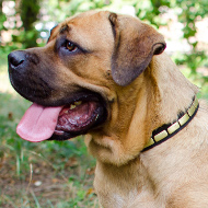 Hundehalsbänder für Cane Corso mit Zierplatten für Alltage