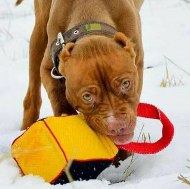 Weiches Beißspielzeug für Pitbull Terrier