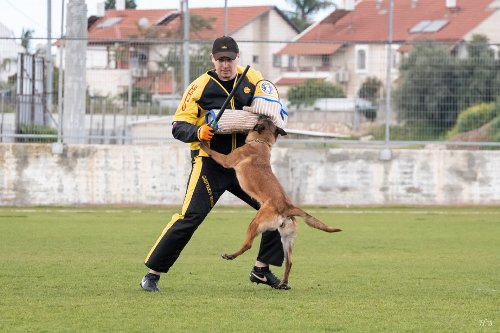 Holzhuerde Mondioring Malinois 