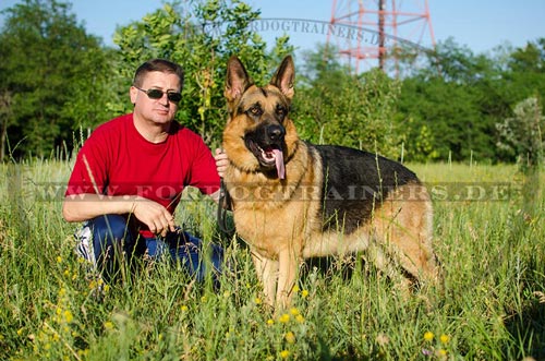 /images/Hundetraining-Deutscher-Schaeferhund.jpg