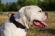 All-Weather Dog Collar for American Bulldog