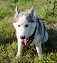 Hundegeschirr Leder mit Nieten, Husky Geschirr Exklusiv ➎