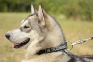 Halsband Nylon für Husky | Nylonhalsband mit Patches ➄