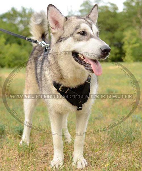 Husky Dog Harness Padded