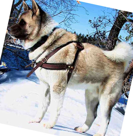 Hundegeschirr Leder Husky