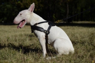 Leather Harness for Bull Terrier, K-9 Harness for Medium Dogs