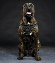 Hundegeschirr Nylon für Cane Corso K9 Hunde