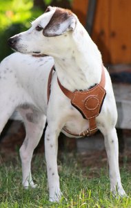 Dog Harness Padded | Harness for Medium Dogs and Puppies