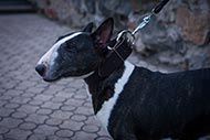 Bullterrier im klassischen Leder Halsband