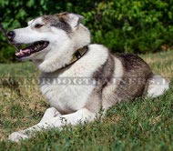 Unnachahmliches Laika
Lederhalsband mit Platten und
Pyramiden