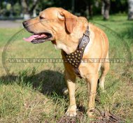 dog harness
for sale labrador