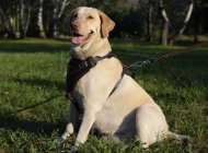 Labrador Nieten Geschirr