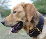 Hundehalsband Leder
für Labrador | Retriever Halsband K9 ✮