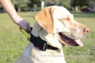 Labrador Dog Collar with Quick Release Buckle and Handle!