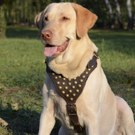 Hundegeschirr Leder Nieten | Labrador Geschirr für
Auslauf